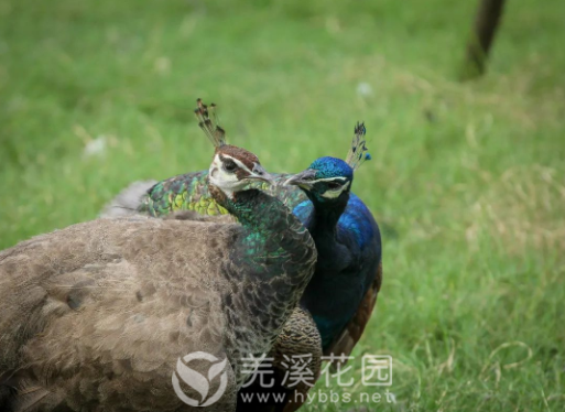 1621486454(1).png