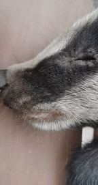 GIF 2021-6-17 13-35-22.gif
